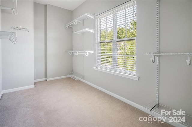 spacious closet featuring carpet floors