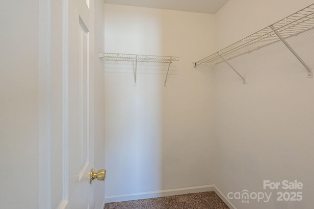 walk in closet featuring carpet flooring