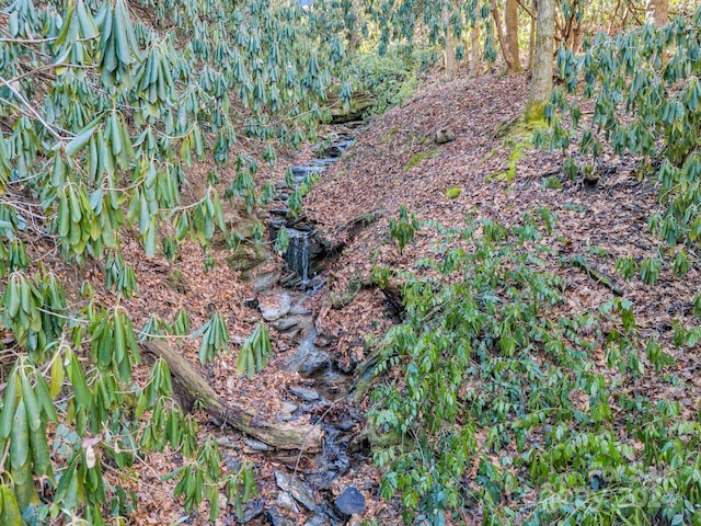 view of local wilderness