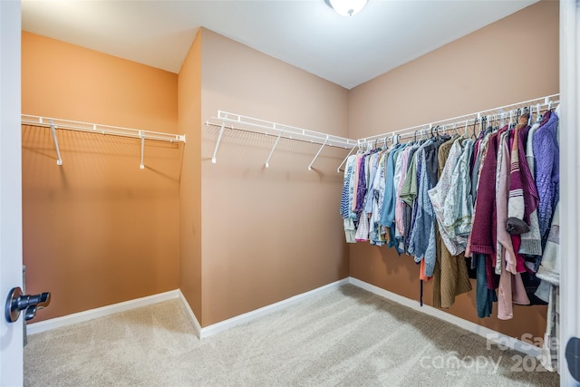 spacious closet featuring carpet flooring