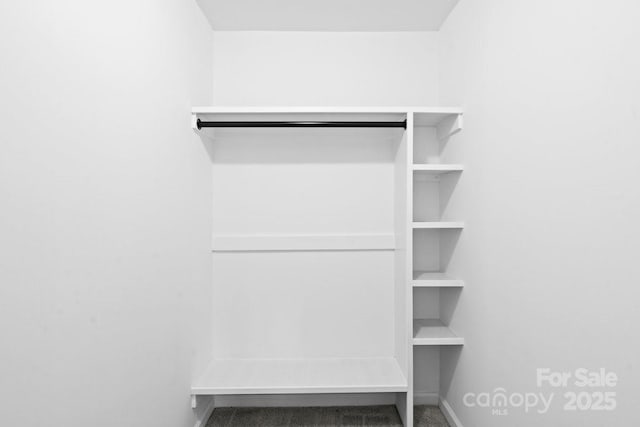 walk in closet featuring carpet flooring