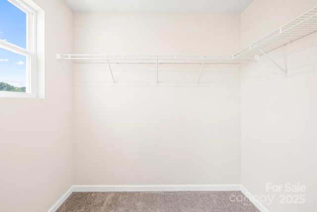 walk in closet with carpet flooring