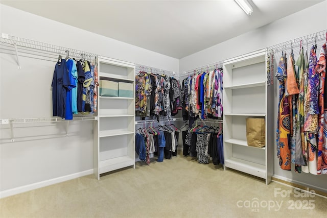 spacious closet featuring carpet floors