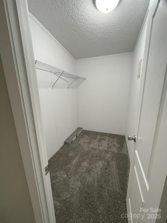 walk in closet featuring carpet floors