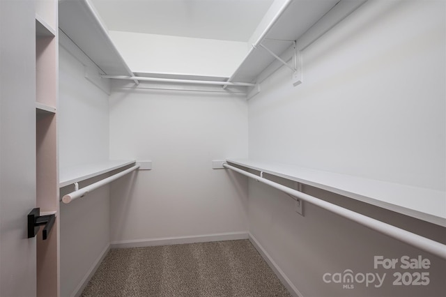 spacious closet featuring carpet flooring