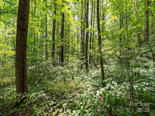 4 Roaring Creek Ln, Waynesville, NC 28785 - photo 11