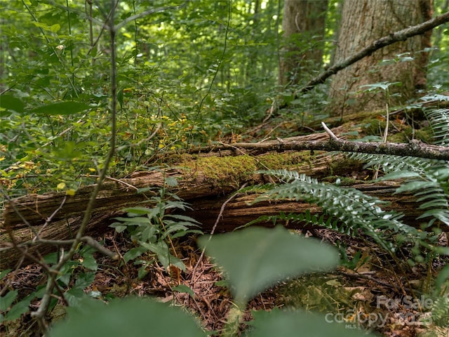 4 Roaring Creek Ln, Waynesville, NC 28785 - photo 14