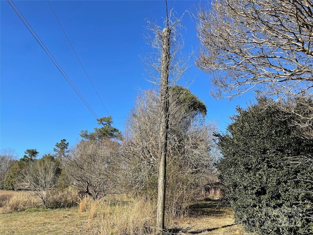 view of local wilderness