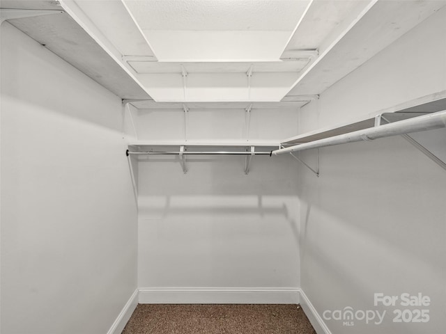 walk in closet featuring carpet flooring