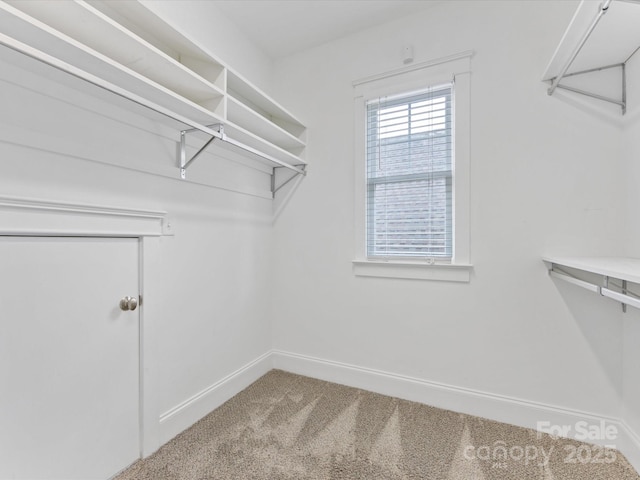 walk in closet with carpet flooring