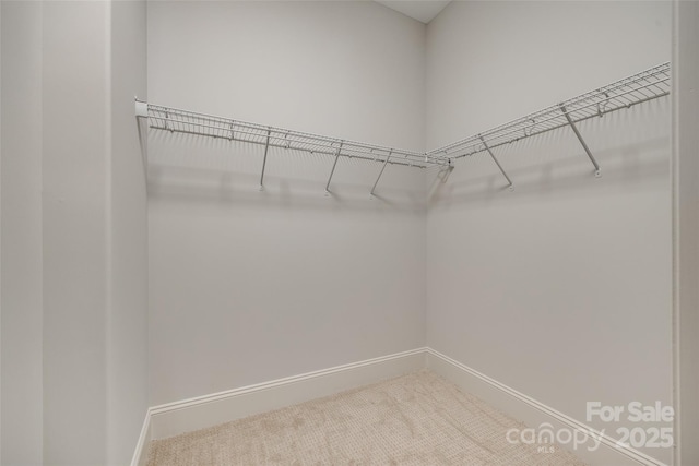 walk in closet with carpet flooring