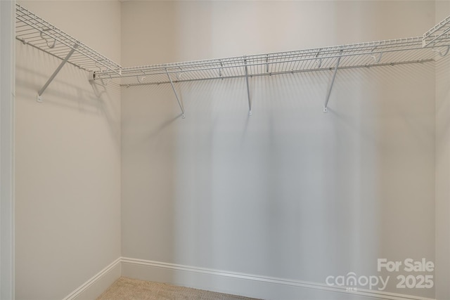 walk in closet with carpet flooring