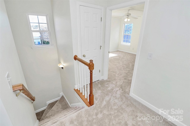 staircase with carpet flooring and ceiling fan