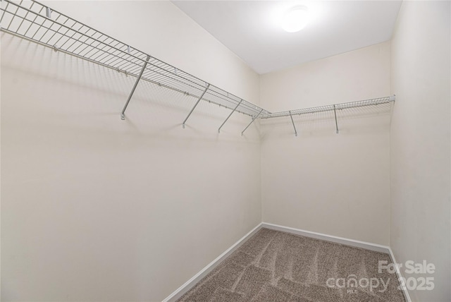 walk in closet with carpet floors