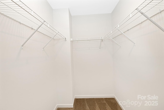 spacious closet with carpet flooring