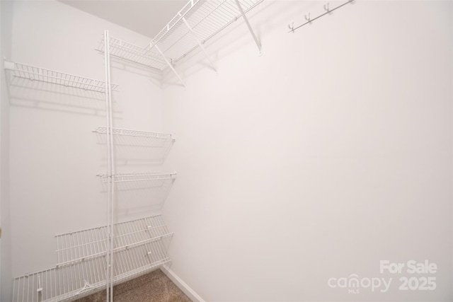 spacious closet featuring carpet flooring