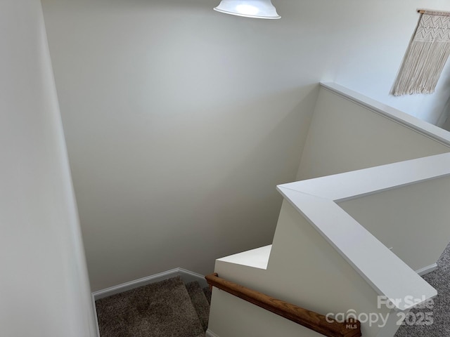 staircase featuring carpet