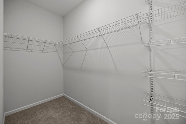 spacious closet featuring carpet