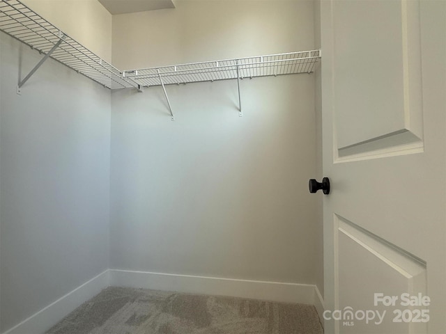 walk in closet with carpet flooring