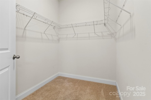 walk in closet featuring carpet flooring