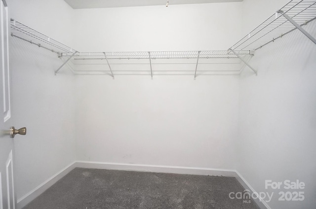 walk in closet featuring carpet floors