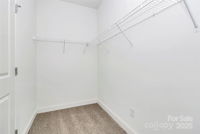 walk in closet with carpet flooring