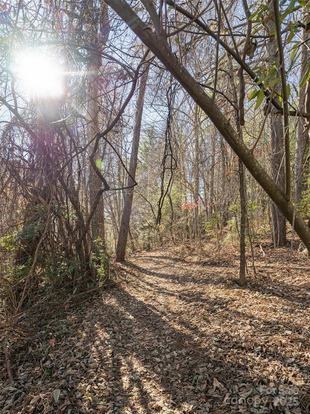 view of local wilderness