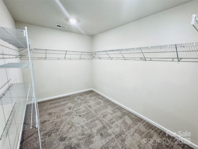 walk in closet featuring carpet floors