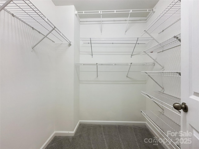 walk in closet with dark colored carpet