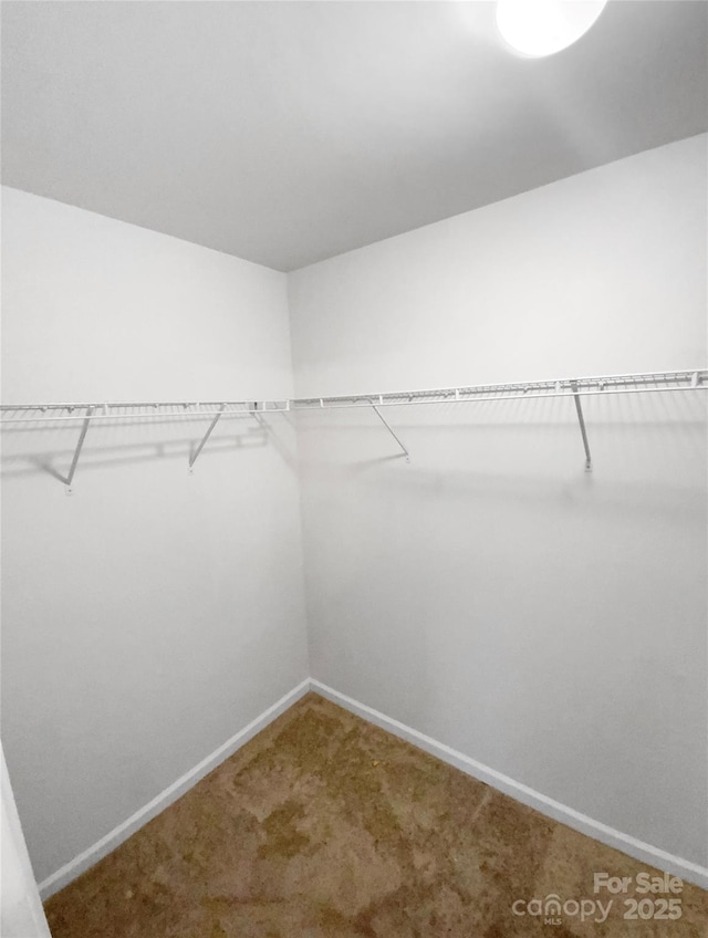 spacious closet featuring carpet flooring