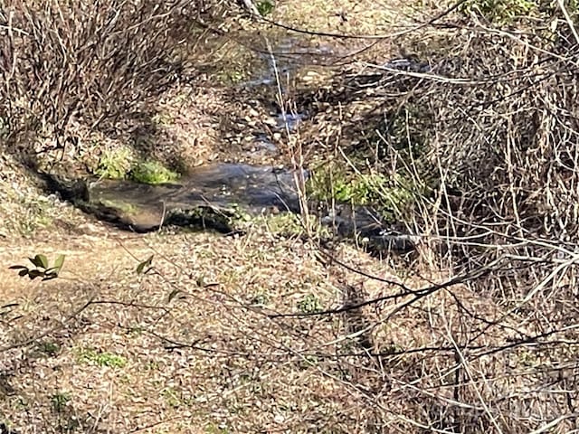 view of local wilderness