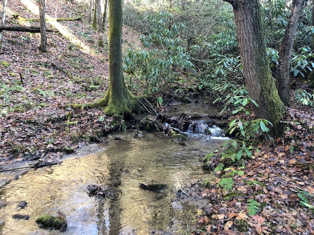 view of local wilderness