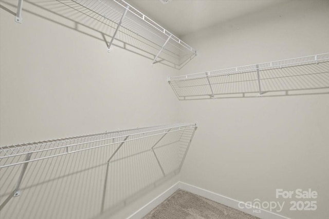 spacious closet featuring carpet