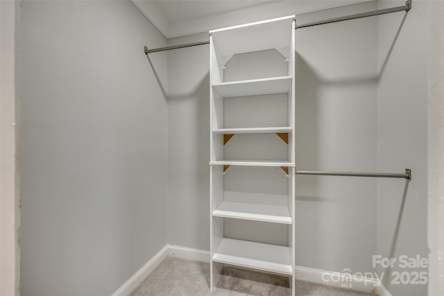 spacious closet featuring carpet