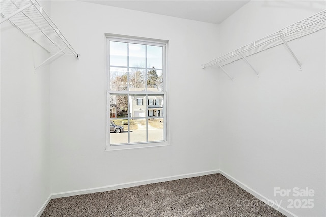 walk in closet with carpet floors