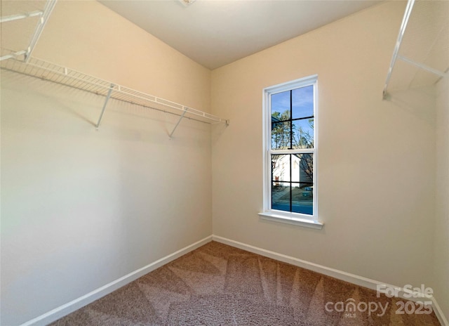 walk in closet with carpet floors