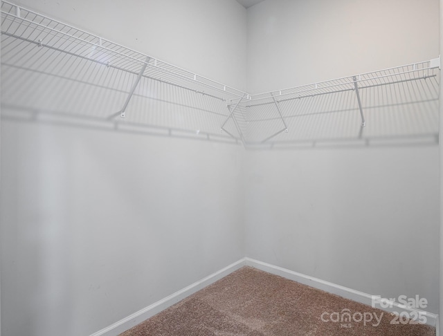 spacious closet featuring carpet floors