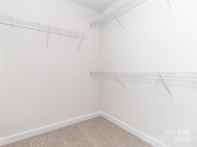 spacious closet featuring carpet flooring