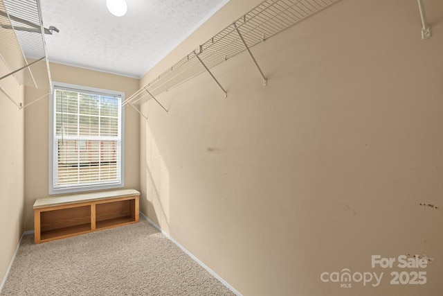 walk in closet featuring carpet floors