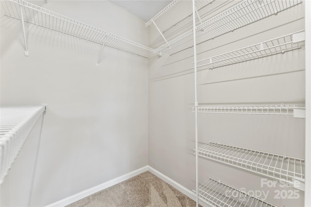 walk in closet with carpet floors