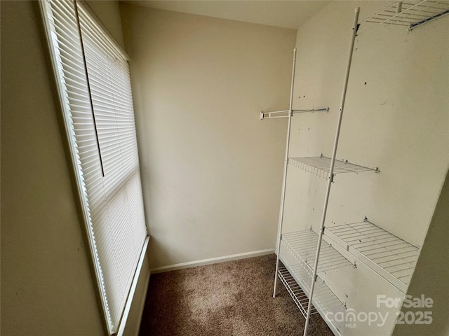 walk in closet with carpet flooring