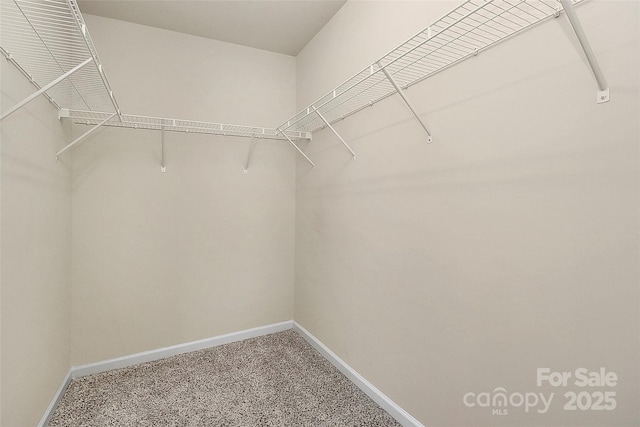 walk in closet with carpet flooring