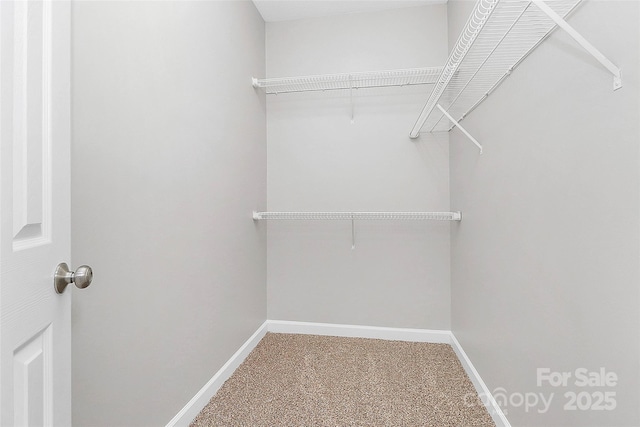 walk in closet featuring carpet