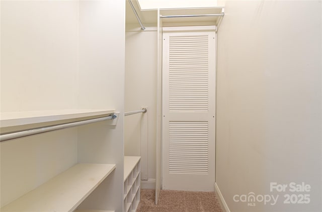 spacious closet featuring carpet