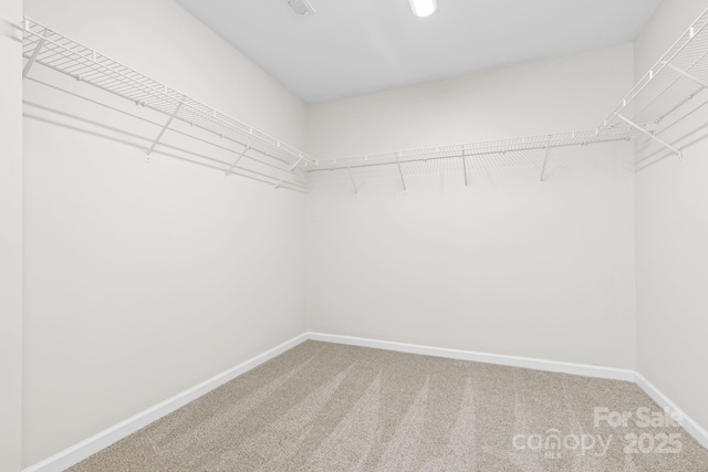 walk in closet featuring carpet