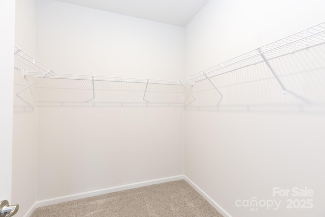 spacious closet featuring carpet