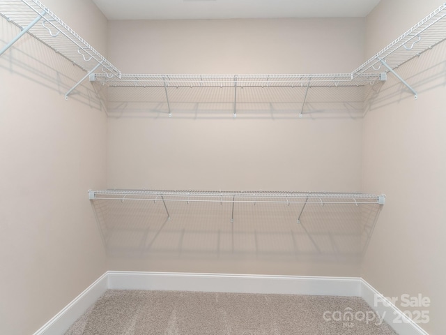 spacious closet featuring carpet