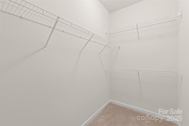 spacious closet featuring carpet flooring