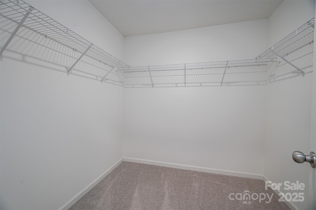 spacious closet featuring carpet