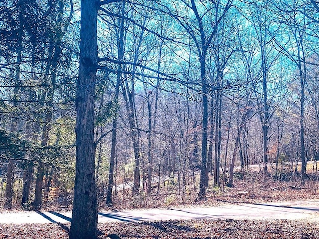 view of local wilderness